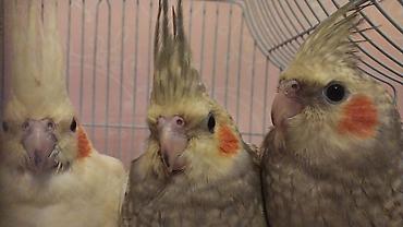 Quşlar: Nimfa (Cockatiel) tutuquşuları – 3 ədəd Xüsusiyyətlər: - Növ: Nimfa — 2