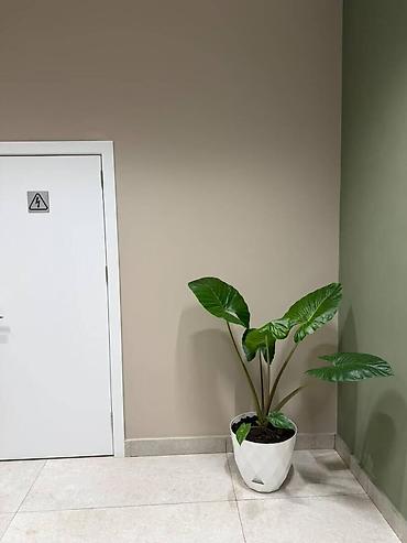 Mənzil kirayələyirəm: İcarəyə verilir 4 otaqlı yeni tikili 142 m², 28 May m. Kateqoriya — 10