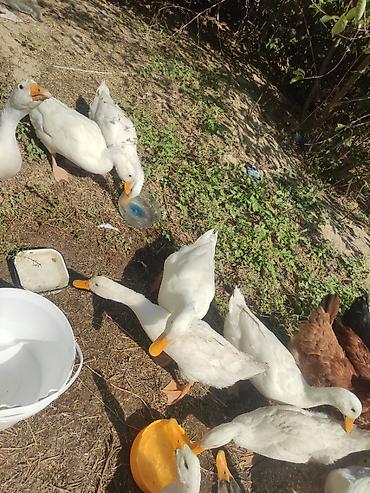 ördək qaz: Təcili ördək satılır böyükduler 9 eded qalib 9 AZN biri — 2