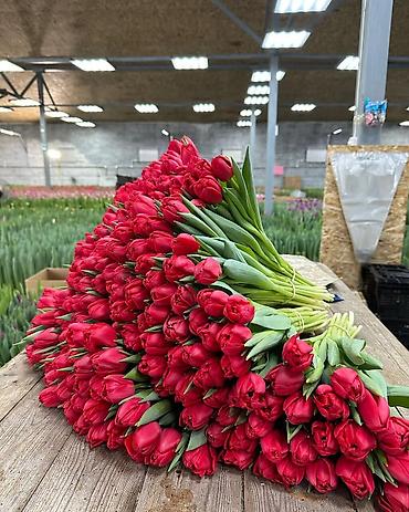 Цветы и букеты: Тюльпаны тепличного выращивания — срезка оптом. - Цвета — 12