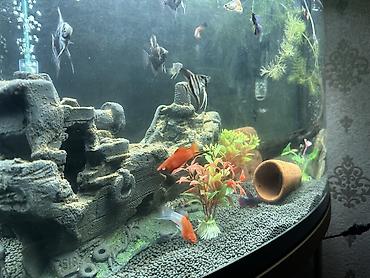 akvar: Akvarium-şkaf, Balıqlarla birlikdə, 150 l, Ünvandan götürmə — 7
