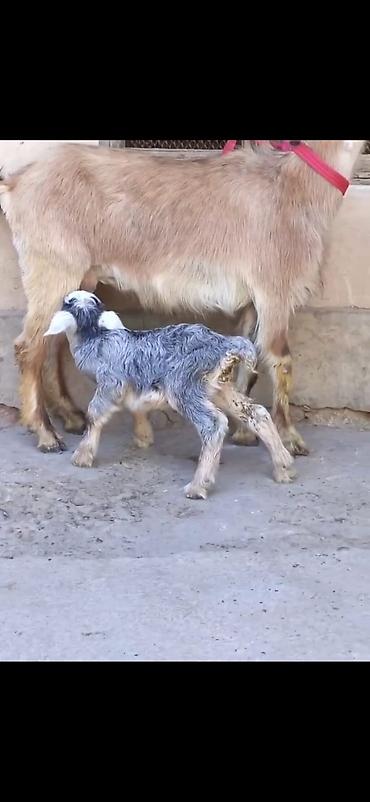 inək balası: Satılır: Ana keçi balası ilə - Növ: Yerli keçi - Komplekt: Ana keçi + — 3