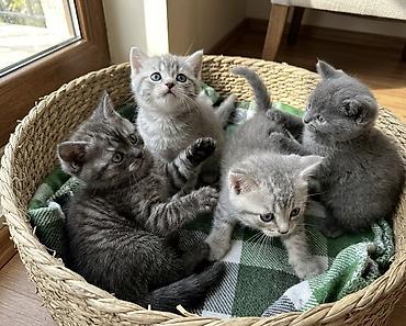 Pişiklər: Şotland, Erkək, Dişi, Ünvandan götürmə — 3