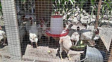 Животные: Продаю | Цыплята | Бройлерная | На забой — 4
