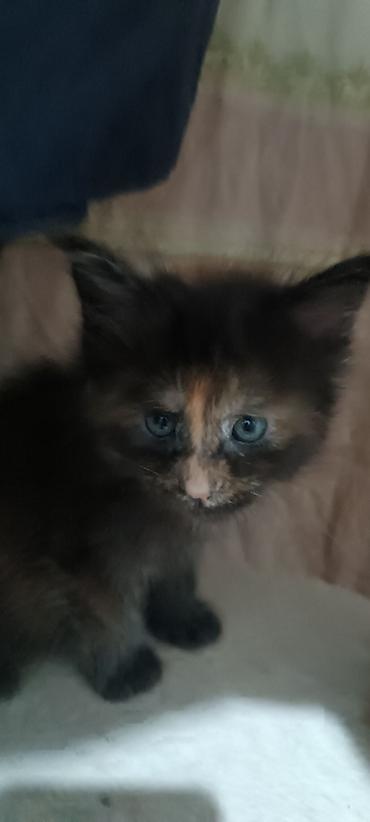 Животные: Гиганты Кошачьего мира♥️ Мейн-Куны 🥰 Мини питомник не клеточного — 9