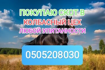 продажа быков: Куплю | Коровы, быки, Лошади, кони | Круглосуточно, Любое состояние, Забитый