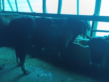 Коровы, быки: Продаю | Бык (самец) | На откорм | Привязанные — 9