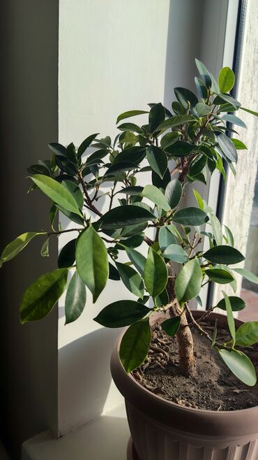 Драцены и Сансевиерии: Домашние и комнатные цветы в горшках. Герань, Алоэ, долларовое дерево — 5