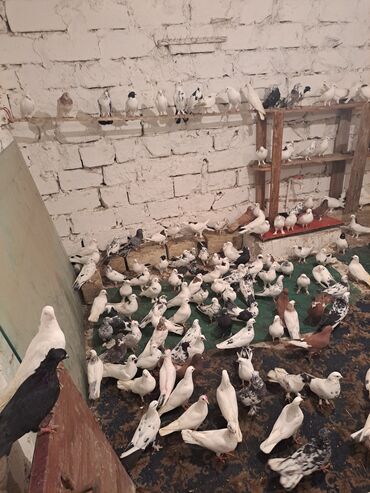 шпиц собака цена: Ev göyərçinləri – müxtəlif rəng və naxışlarda böyük sürü - Növ