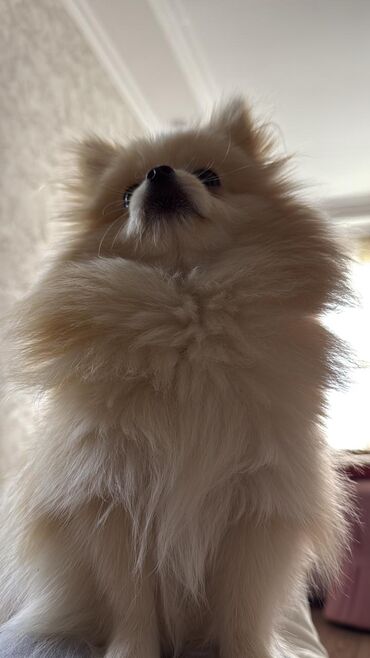 İtlər: Şpitz — 7