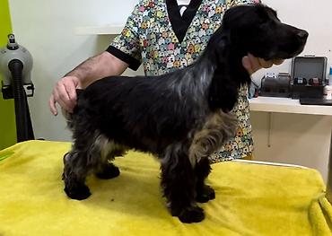 Psi: Engleski koker spanijel u ponudi NOVO LEGLO iz odgajivacnice — 7