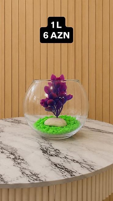 akvarium baliqlari satisi: Yumru akvarium, 1 l, Ünvandan götürmə, Pulsuz çatdırılma, Ödənişli çatdırılma — 1