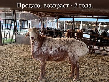 осел ишак: Продаю | Баран (самец) | Для разведения — 1