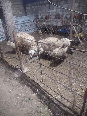 Qoyunlar, qoçlar: Ekiz qoyunlar — 11