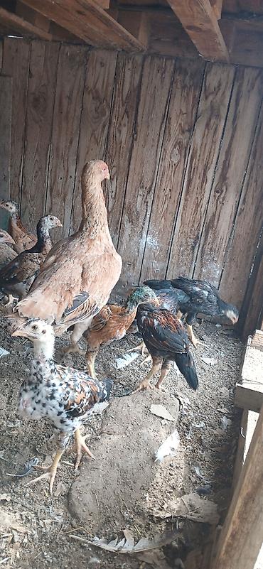 quş satışı: Heyrati6 ti cuce 1 ay yarimliqdi 1 Fere yeni analari 150 manata super — 2