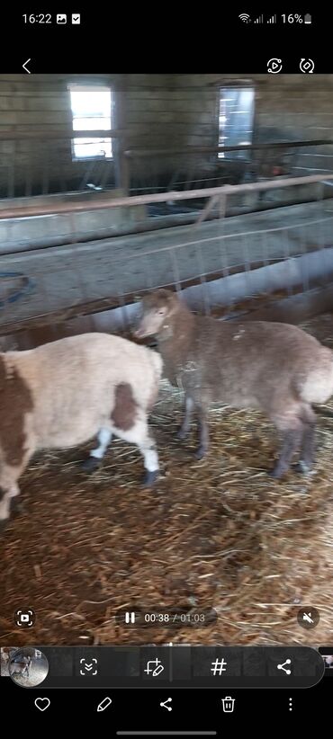 Quzu: Super emlik quzular diri çəkisi 10 manata — 7