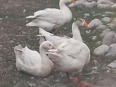 Белые домашние гуси, взрослая птица. - Порода: белые крупные at lalafo.kg — 5 Белые домашние гуси, взрослая птица. - Порода: белые крупные — 5