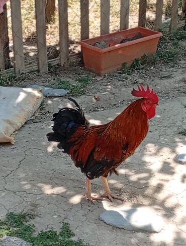 Digər quşlar: Digər quşlar
