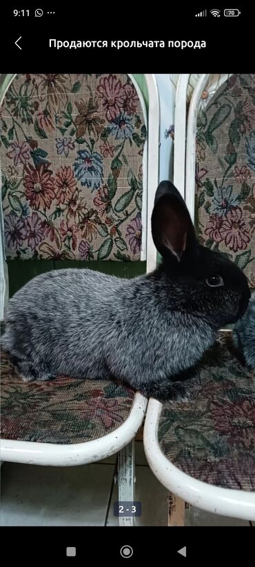 кролик купить декоративный: Продаются крольчата порода Полтавское серебро возраст 2 месяца