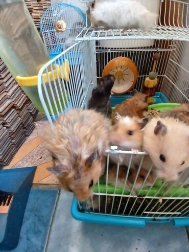 Gəmiricilər: Angora növ xamyak hemstr mehriban növüdür dişləmirlər uzun tükləri — 10