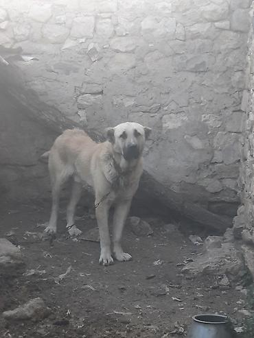 www.toyuq ve cuce yem qablari: Kanqal, 1 il, Erkək, Peyvəndli, Ünvandan götürmə — 1