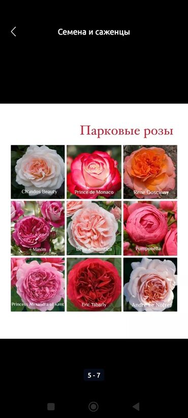 цветы розы ош: Уруктар жана көчөттөр Розалар, Өзү алып кетүү