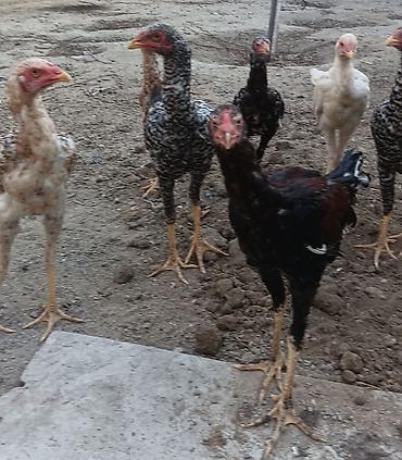 pitbul balasi satilir: Toyuq cücələri, Damazlıq, Ünvandan götürmə — 7