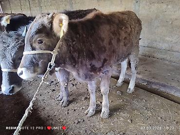 Коровы, быки: Продаю | Тёлка | Швицкая | Привязанные — 5