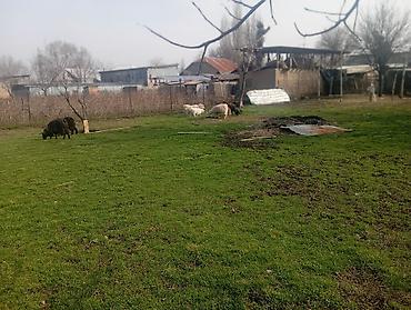 Козы, козлы: Продаю | Коза (самка), Козлёнок | Полукровка, Зааненская | На забой, Для разведения, Для молока | Племенные, Котные — 10