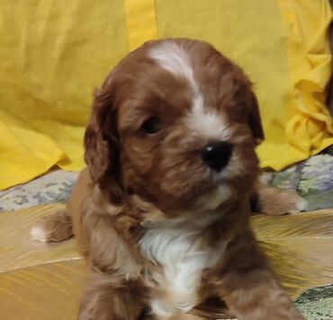 Psi: Cavapoo f1 stenci, otac toy red dark boja, majka king carls cavalier na lalafo.rs — 1 Psi: Cavapoo f1 stenci, otac toy red dark boja, majka king carls cavalier — 1