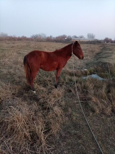 Atlar: Erkək, il: 2, Ünvandan götürmə — 1