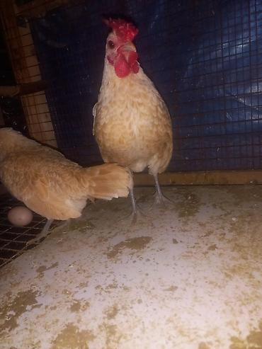 Куры, петухи: Продаю | Куры | Для разведения — 6