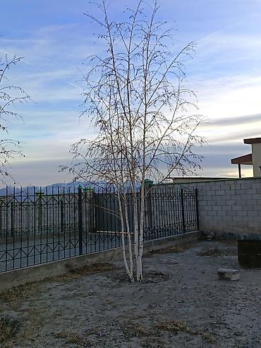 Другие декоративные деревья: 4 Елка 2 берёза сатылат бары 10миң сом Ель голубая (Picea pungens) — 11