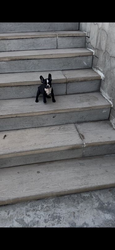 buldog: İngilis buldoqu, 2 ay, Dişi, Peyvəndli, Ünvandan götürmə
