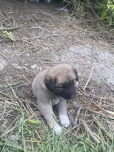 İtlər: 1 ay, Erkek, Peyvəndli, Ödənişli çatdırılma — 1