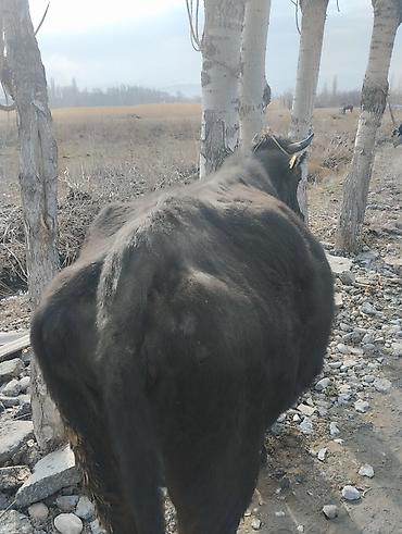 Коровы, быки: Продаю | Корова (самка) | Для молока | Привязанные — 8