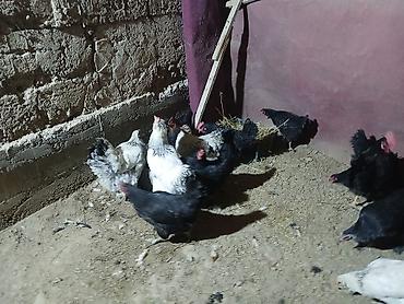 Куры, петухи: Продаю | Куры | Домашняя | Несушки at lalafo.kg — 9 Куры, петухи: Продаю | Куры | Домашняя | Несушки — 9