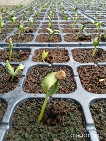 Другие услуги: Ищу бизнес партнера, инвестора, для выращивания овощей (открытый — 16