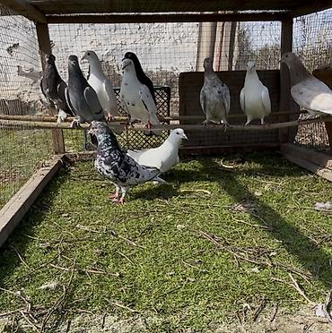 Göyərçinlər: Tek tek de satılır optavoyda — 6