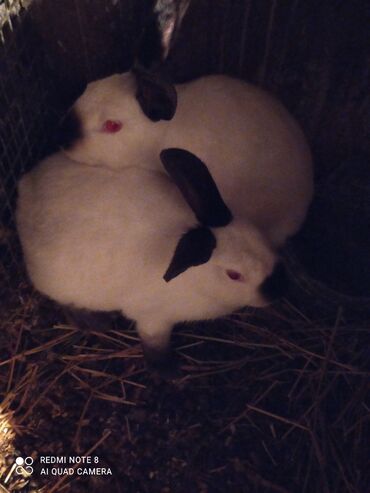 вислоухий шотландец котенок: Kalfor dovwanlar damazlig 🇦🇿 isdeyen olsa whatcapa yazsin