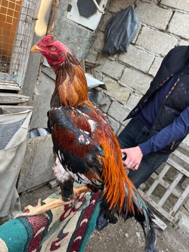 Xoruzlar: Xoruz, Heyratı, il: 1, Ünvandan götürmə, Pulsuz çatdırılma