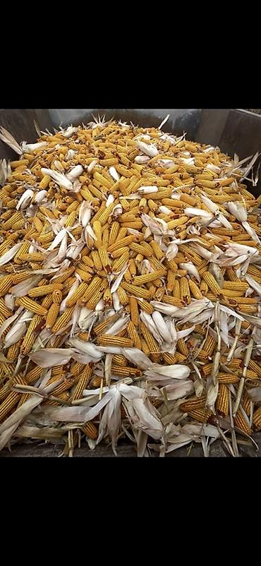 Кукуруза в пачатках