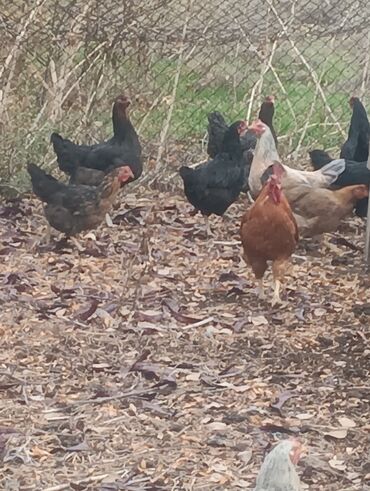 в какой приют можно отдать собаку: Сатам | Тооктор | Үй | Жумуртка туудуруу үчүн