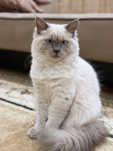 Pişiklər: Şinşilla, Erkək, Cütləşmə üçün — 4