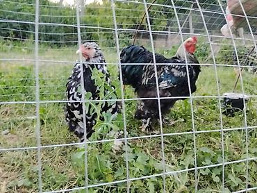 кошка регдолл: Продаю | Куры | Брама | Для разведения — 2