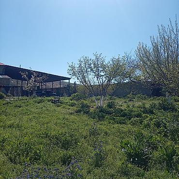Torpaq sahələrinin satışı: Kənd təsərrüfatı — 4