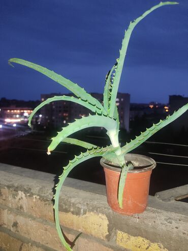где купить алоэ вера: Aloe vera otaq bitkiləri - Dekorativ və faydalı sukulentdir