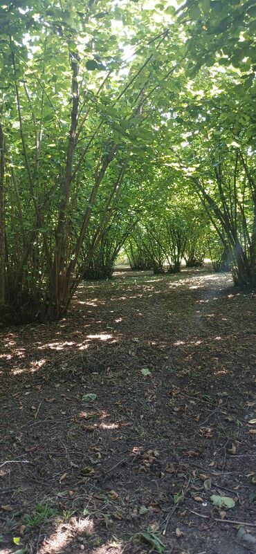 Ağaclar: Salam bağ Qəbələ rayon Nic qəsəbəsində dir bağ 67 sotdan ibarətdir 170 — 9