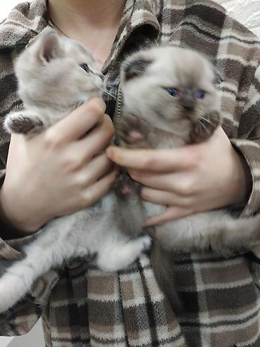 Pişiklər: Şotland — 2