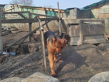 собаки домашние: Щенки от собаки ! немецкая овчарка бесплатно Описание: - Малыши с — 2